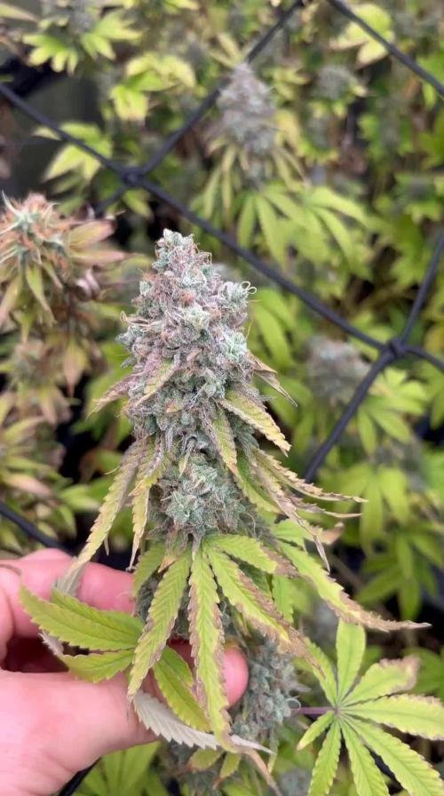 G63 AMG (Hindu Zkittlez x açaï cake) - Blackfarm genetix Organic