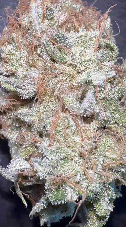 G63 AMG (Hindu Zkittlez x açaï cake) - Blackfarm genetix Organic