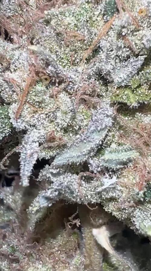G63 AMG (Hindu Zkittlez x açaï cake) - Blackfarm genetix Organic