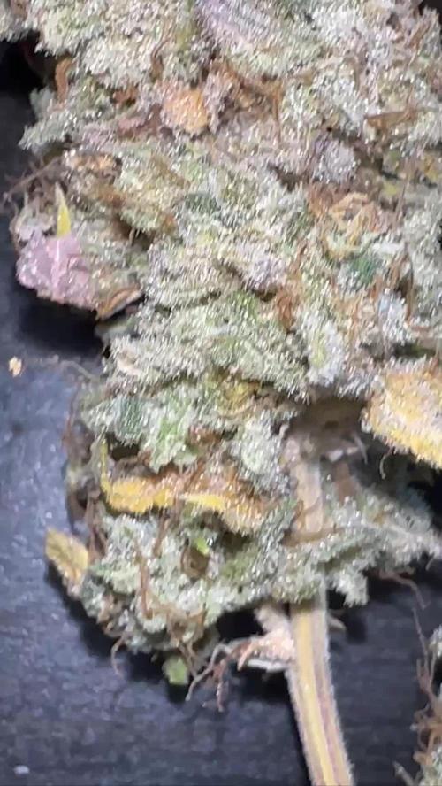 Tropical fuel - Exotic seed organic Bio technology