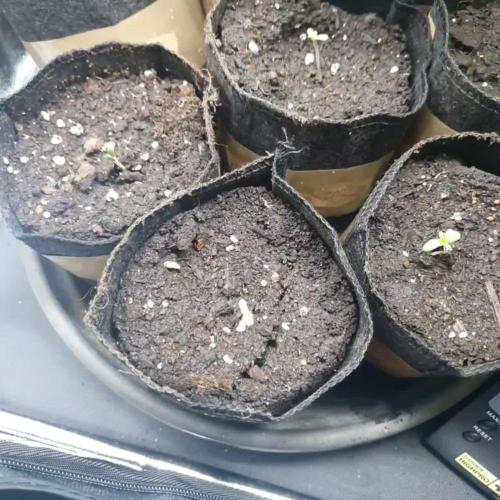 White runtz x Hollywood - Cookies Seed Bank Living soil Demetheart system / TCO by me (CONTEST)