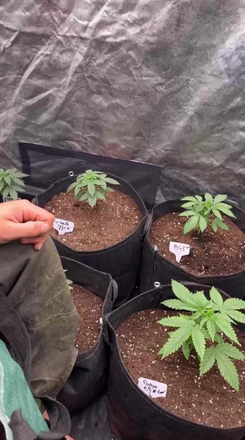 White runtz x Hollywood - Cookies Seed Bank Living soil Demetheart system / TCO by me (CONTEST)