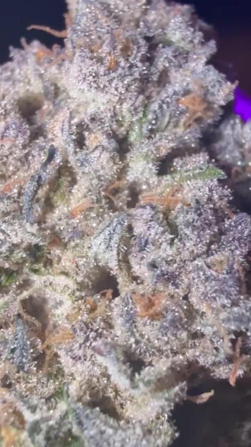 Solfire Gardens - Miami Mami and Lung Buster