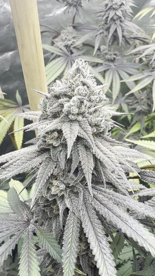 Solfire - Eucalypto and Don Lemon