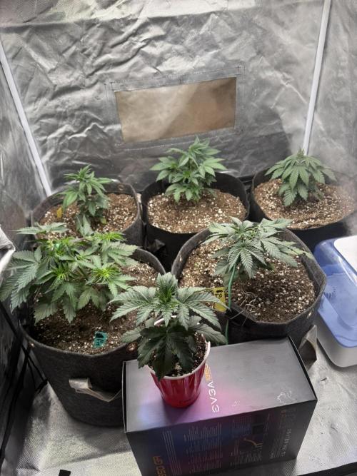 Solfire x Exotic - Variety, Fall 2025. Week 4 - All six