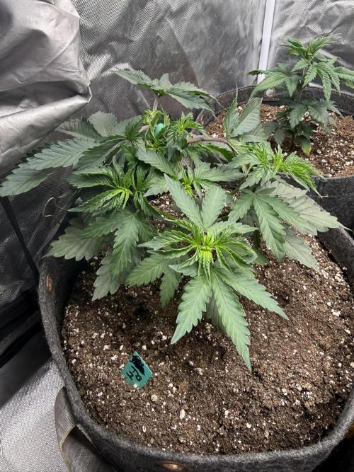 Solfire x Exotic - Variety, Fall 2025. Week 4 - LSxTB#1, end week 4