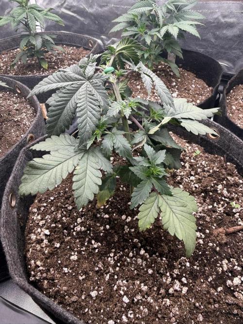 Solfire x Exotic - Variety, Fall 2025. Week 4 - LSxTB#2, end week 4