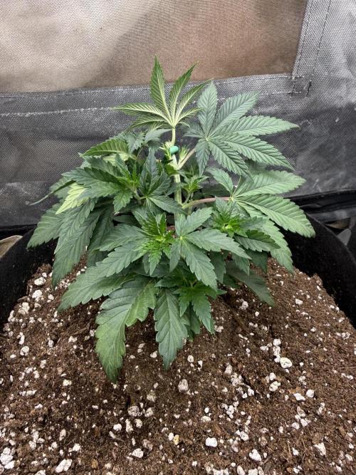 Solfire x Exotic - Variety, Fall 2025. Week 4 - Chem, end week 4