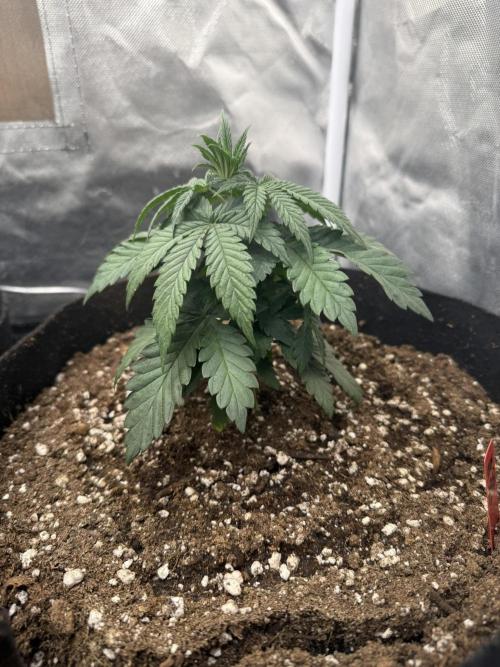 Solfire x Exotic - Variety, Fall 2025. Week 4 - PBB, end week 4