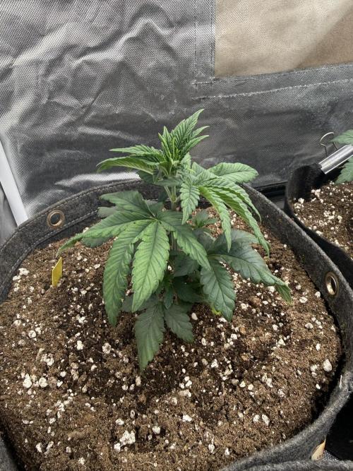 Solfire x Exotic - Variety, Fall 2025. Week 4 - CO#1, end week 4
