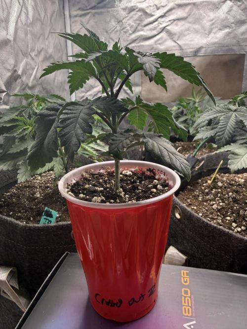 Solfire x Exotic - Variety, Fall 2025. Week 4 - CO#2, end week 4