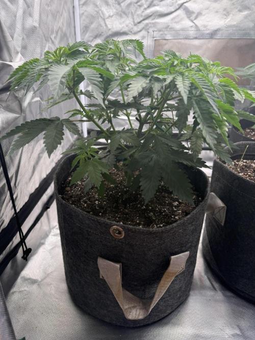 Solfire x Exotic - Variety, Fall 2025. Week 5 - LSxTB #1