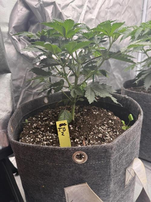 Solfire x Exotic - Variety, Fall 2025. Week 5 - LSxTB #2