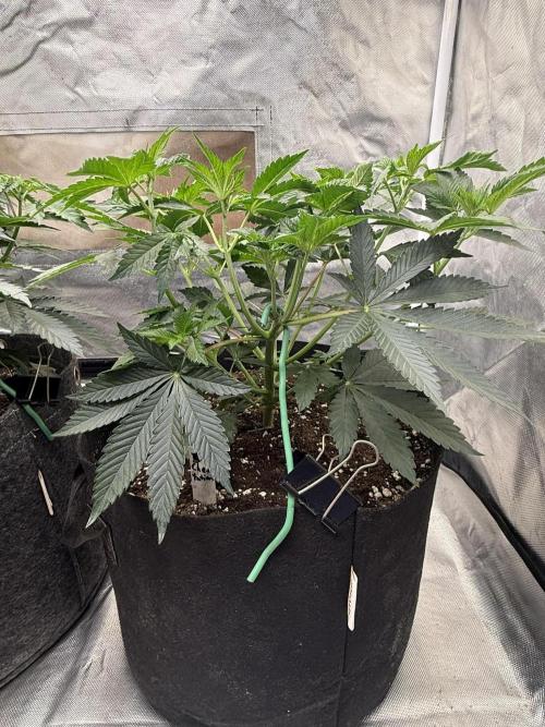 Solfire x Exotic - Variety, Fall 2025. Week 5 - Chemtation