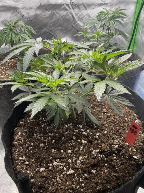 Solfire x Exotic - Variety, Fall 2025. Week 5 - Papaya Bang Bang