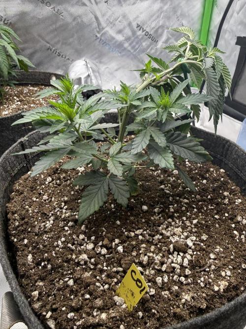 Solfire x Exotic - Variety, Fall 2025. Week 5 - Crossed Out #1