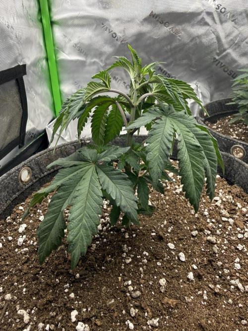 Solfire x Exotic - Variety, Fall 2025. Week 5 - Crossed Out #2