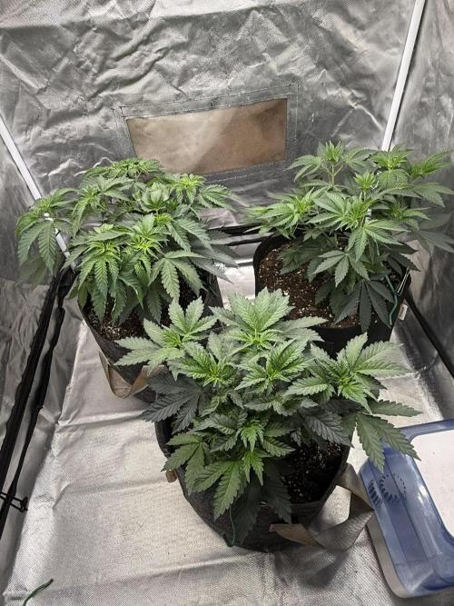Solfire x Exotic - Variety, Fall 2025. Week 5 - LSxTBs and Chemtation