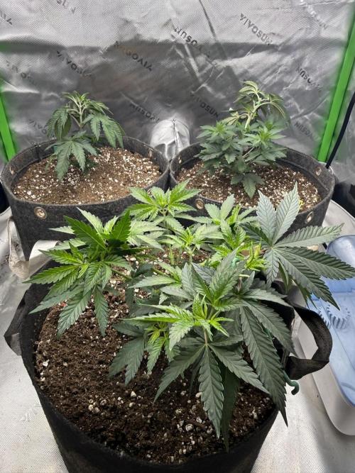 Solfire x Exotic - Variety, Fall 2025. Week 5 - PBB and Crossed Outs