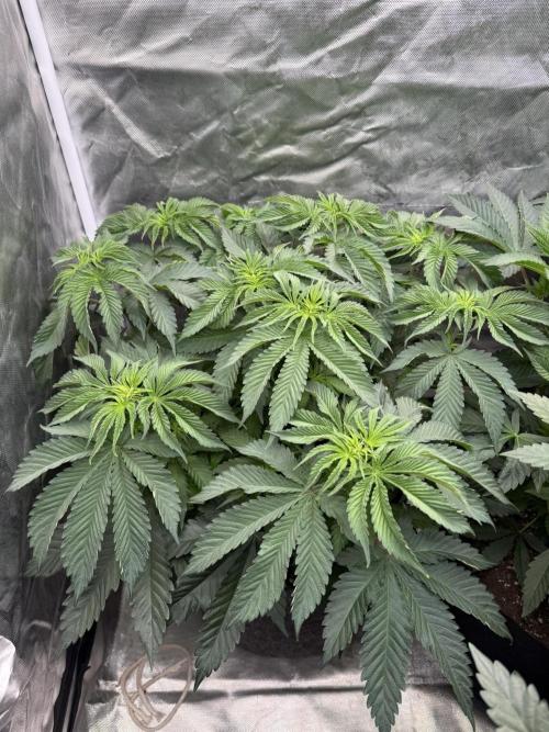 Solfire x Exotic - Variety, Fall 2025. Week 6 - LSxTB #1