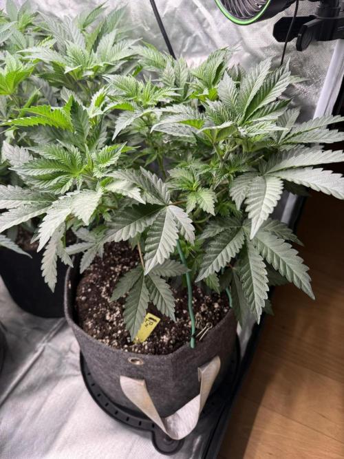 Solfire x Exotic - Variety, Fall 2025. Week 6 - LSxTB #2