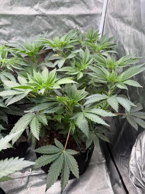 Solfire x Exotic - Variety, Fall 2025. Week 6 - Chemtation