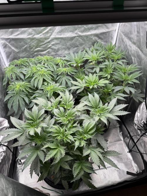 Solfire x Exotic - Variety, Fall 2025. Week 6 - LSxTBs/Chemtation (back right)