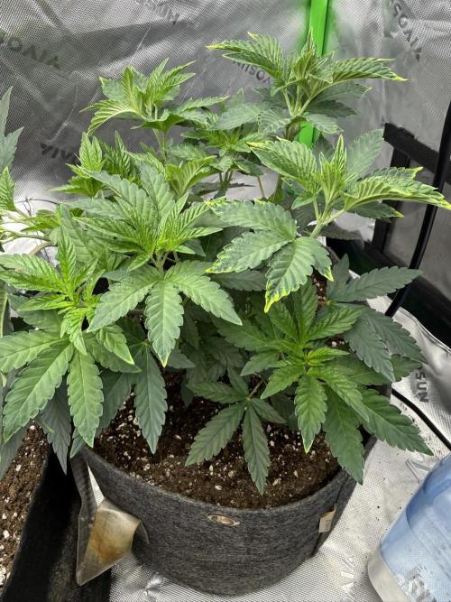 Solfire x Exotic - Variety, Fall 2025. Week 6 - Crossed Out #1