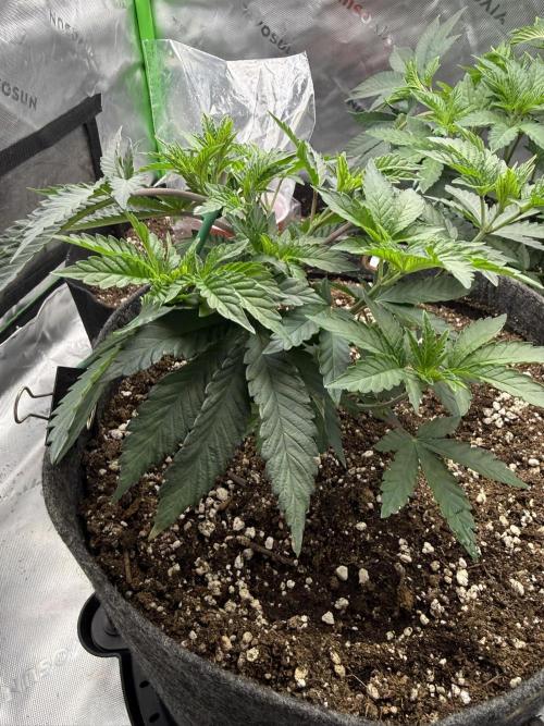 Solfire x Exotic - Variety, Fall 2025. Week 6 - Crossed Out #2