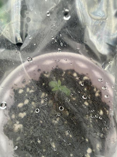 Solfire x Exotic - Variety, Fall 2025. Week 6 - New Papaya Bang Bang