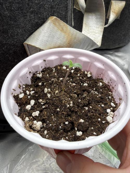 Solfire x Exotic - Variety, Fall 2025. Week 6 - New PBB