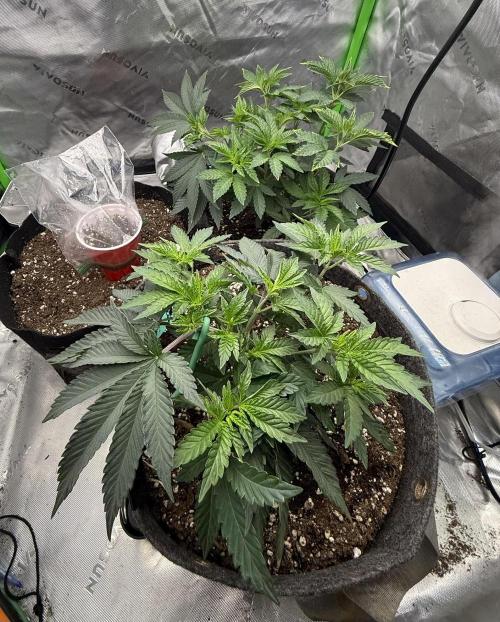 Solfire x Exotic - Variety, Fall 2025. Week 6 - COs/new PBB