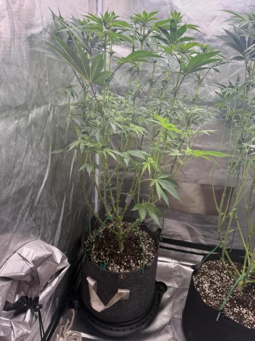 Solfire x Exotic - Variety, Fall 2025. Week 11 - LSxTB #1, 15F