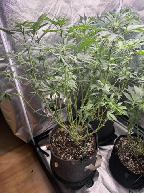 Solfire x Exotic - Variety, Fall 2025. Week 11 - LSxTB #2, 15F