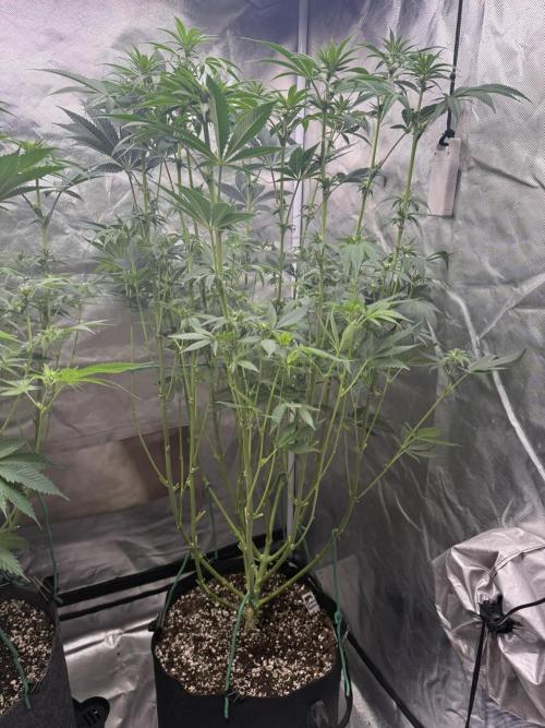 Solfire x Exotic - Variety, Fall 2025. Week 11 - Chemtation, 15F