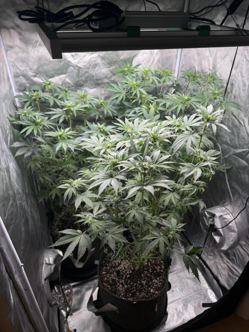 Solfire x Exotic - Variety, Fall 2025. Week 11 - LSxTBs and Chemtation, 15F