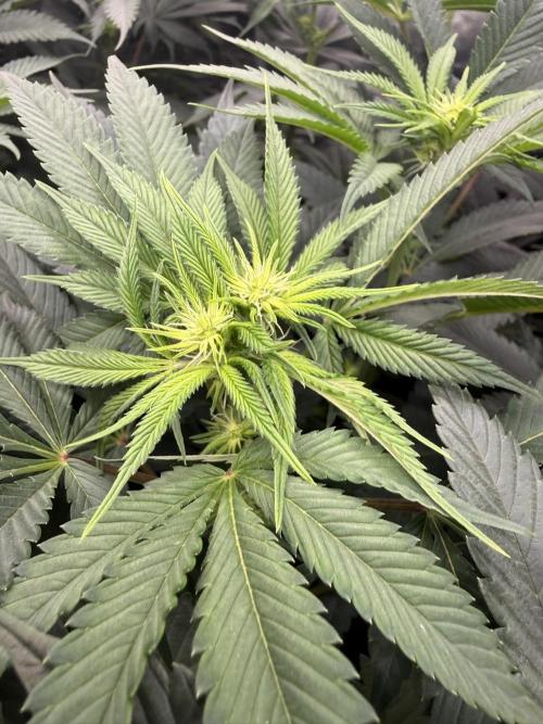 Solfire x Exotic - Variety, Fall 2025. Week 11 - Chemtation mutation!