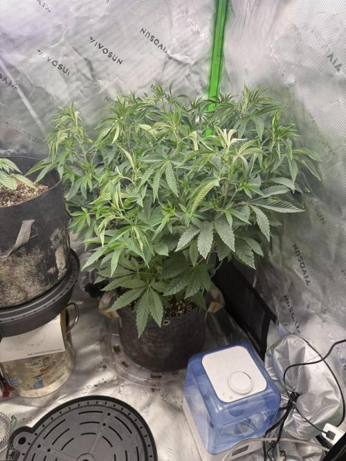 Solfire x Exotic - Variety, Fall 2025. Week 12 - Crossed Out #1, 63V