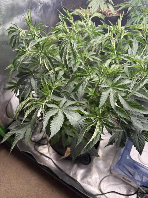 Solfire x Exotic - Variety, Fall 2025. Week 12 - Crossed Out #2, 63V