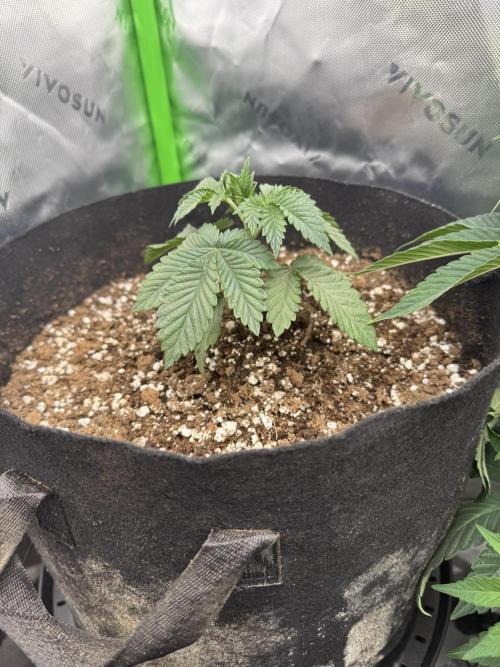 Solfire x Exotic - Variety, Fall 2025. Week 12 - PBB#2, 22V