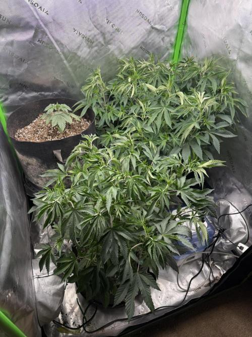 Solfire x Exotic - Variety, Fall 2025. Week 12 - All three!