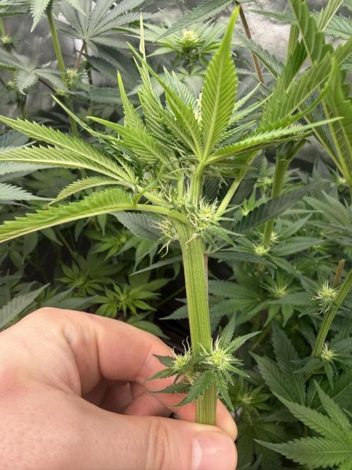 Solfire x Exotic - Variety, Fall 2025. Week 11 - Chemtation fasciation