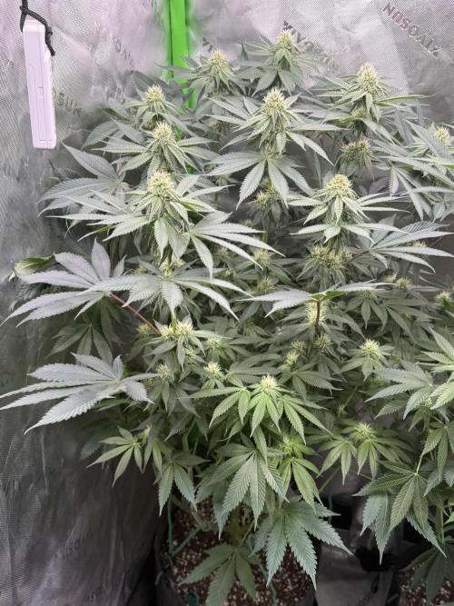 Solfire x Exotic - Variety, Fall 2025. Week 13 - LSxTB#1, 23F