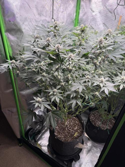 Solfire x Exotic - Variety, Fall 2025. Week 13 - LSxTB#2, 23F