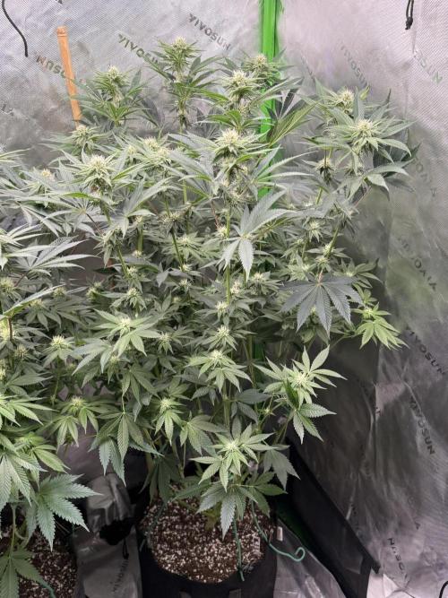 Solfire x Exotic - Variety, Fall 2025. Week 13 - Chemtation, 23F