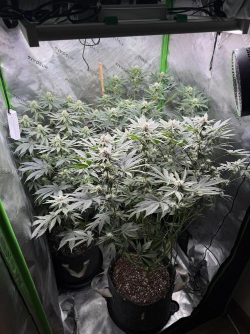 Solfire x Exotic - Variety, Fall 2025. Week 13 - LSxTBs and Chem