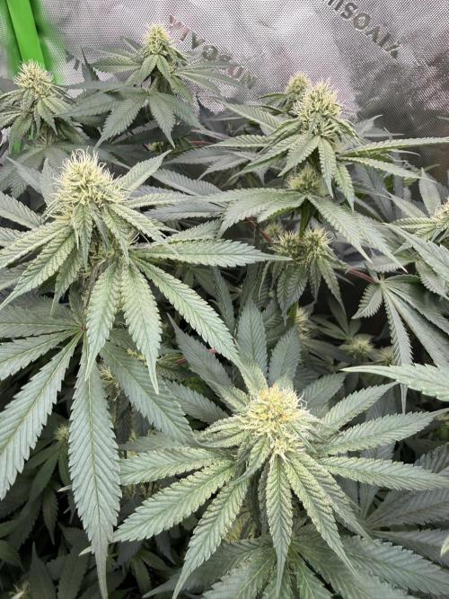 Solfire x Exotic - Variety, Fall 2025. Week 13 - LSxTB#1 closeup, 23F