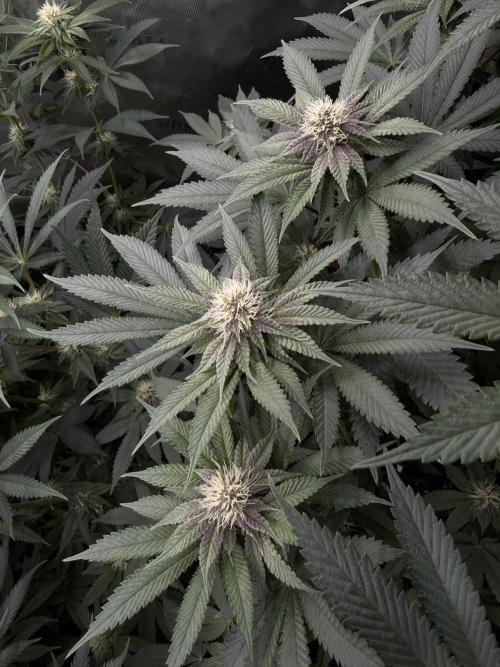 Solfire x Exotic - Variety, Fall 2025. Week 13 - LSxTB#2 closeup, 23F