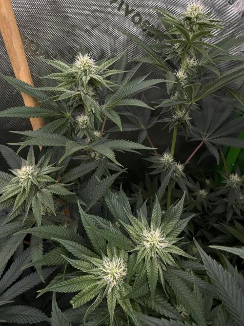 Solfire x Exotic - Variety, Fall 2025. Week 13 - Chemtation closeup, 23F