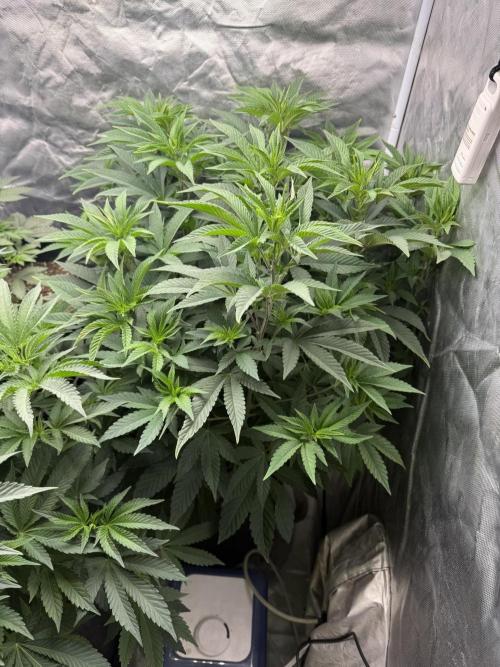Solfire x Exotic - Variety, Fall 2025. Week 14 - Crossed Out #1